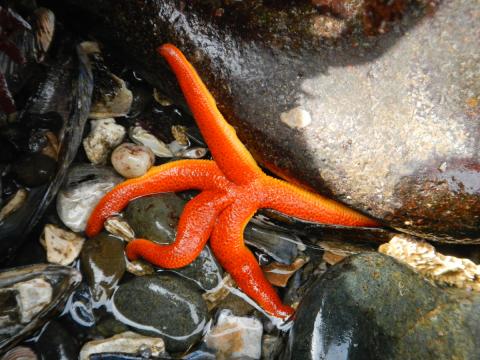 A bright red blood star is pictured on a rocky shore on the Olympic Peninsula during low tide