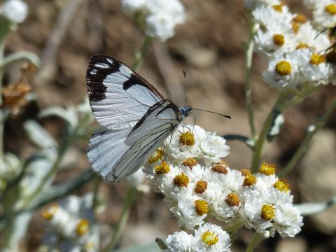 A white and black butterfly feeds on the pollen of a Pearly Everlasting in summer at Hurricane Ridge