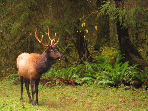A bull elk stands on grass with a backdrop of mossy trees and Sword Ferns