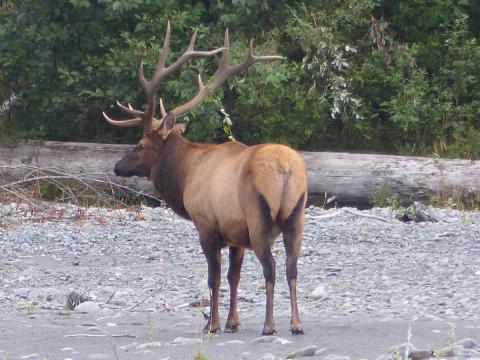 Large Bull Roosevelt Elk facing away showing his light rump patch and huge antlers on the Hoh River
