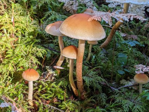 a group of orange mushrooms growing on the mossy forest floor of the Sol Duc Valley