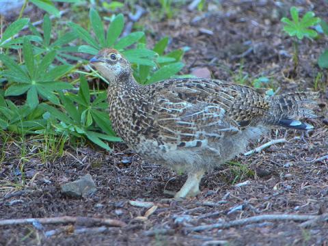 An immature richly patterned Sooty Grouse pauses and cocks its head to one side 