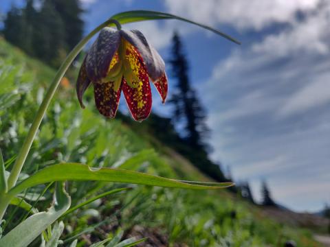 A nodding Chocolate Lily seen from below with the sky and large tree silhouette in the background