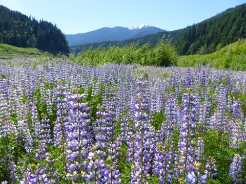 Lupine growing in a former reservoir of the Elwha River after dam removal with the Olympic mountains in the background