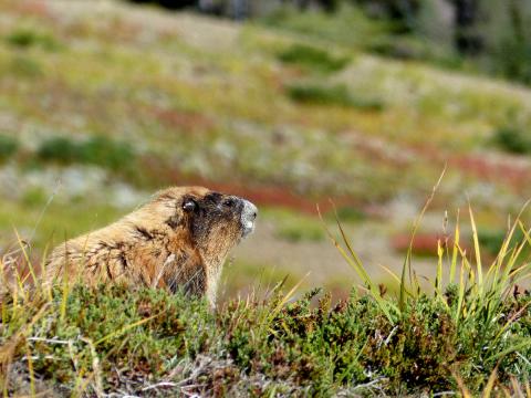Olympic Marmot with colorful Heather and other subalpine plants in the background