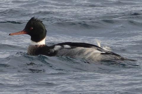 A male Red-breasted Merganser has a long thin dagger-like red bill, green head, white collar, and red breast