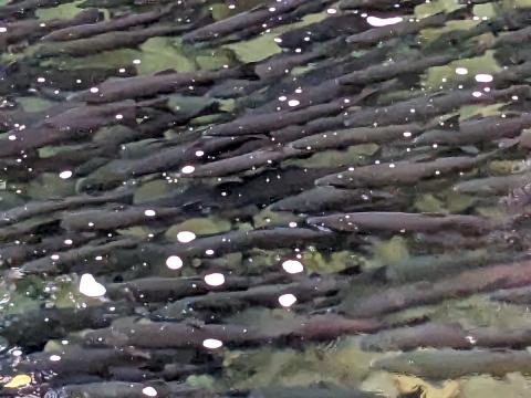 Coho Salmon waiting below Salmon Cascade for the right time to try and jump upriver