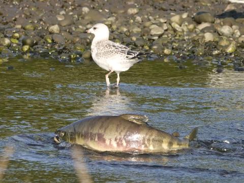 A large Salmon tries to move upstream in a very shallow spot in a stream with a gull in the background