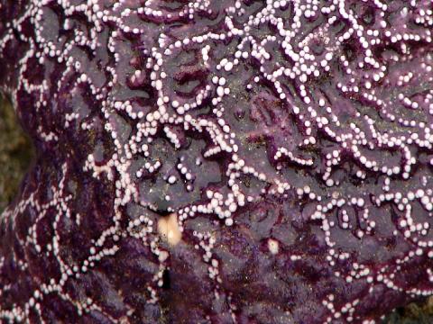 Closeup of a Purple or Common Star showing the white spines that form a reticulated pattern