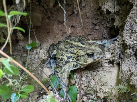 A Western Toad is shown by the side of a trail