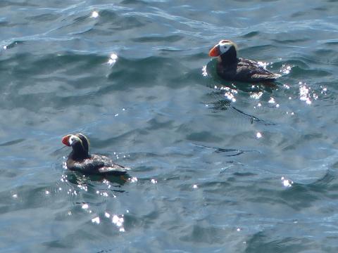 A pair of Tufted Puffins are swimming during the summer on the Olympic Peninsula