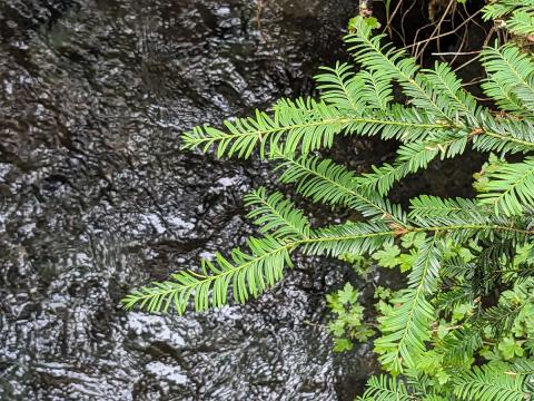 Western Yew a confier with a single layer of short needles growing over a stream