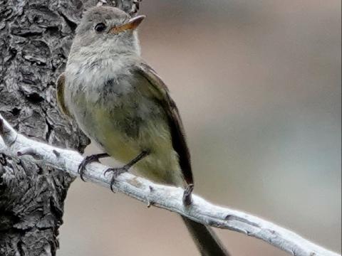 A front-view of a Western Wood-Pewee is shown with a bicolored stubby bill with long wings and upright posture