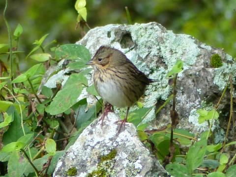 A Lincon's Sparrow is similar to Song but smaller with a buffy breast and fine streaks overtop