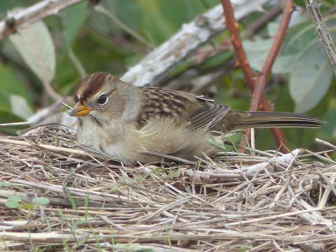 An immature White-crowned Sparrow is shown with its brown and tan head stripes instead of black and white as in the adult