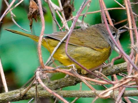 MacGillvray's Warbler skulking behind vegetation