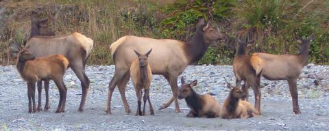 Two adult female Roosevelt Elk look over six calves on a gravel bar on the Hoh River 