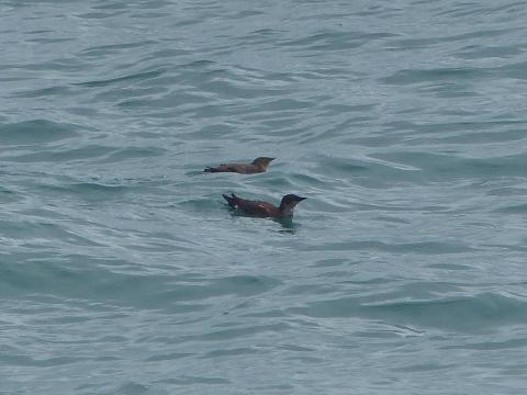 Very small alcids called Marbled Murrelets are all brown when they are breeding and resemble footballs on the water