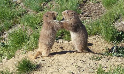 Two young Olympic Marmots wreste with each other in play but this behavior as adults helps determine social hierarchy