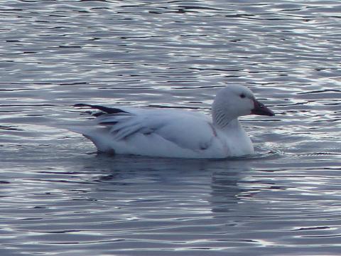 A black and white snow goose is shown swimming in the Port Angeles Harbor as seen from Ediz Hook